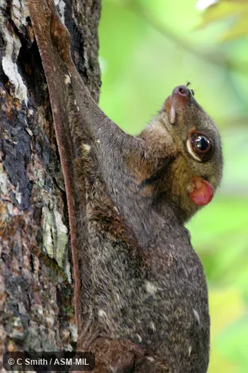 Also as Sunda Flying Lemur.