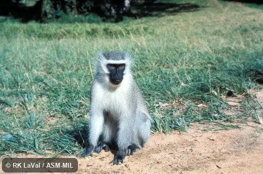 Front view, sitting.  Chlorocebus pygerythrus pygerythrus, Black-chinned Vervet Monkey|Southern Vervet Monkey.