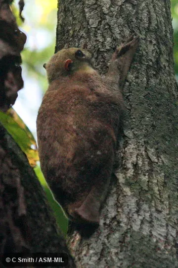 Also as Sunda Flying Lemur.