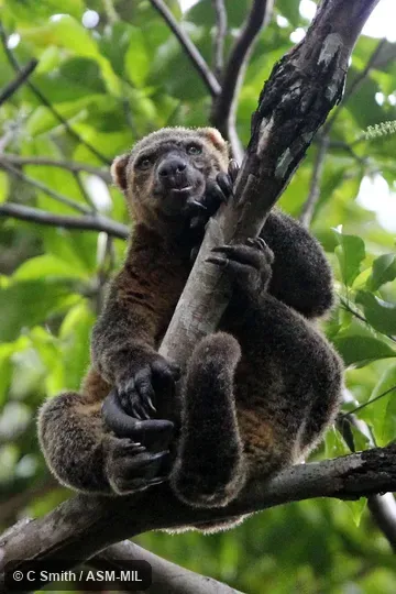 Also as Large Celebes Cuscus, Sulawesi Bear Cuscus.