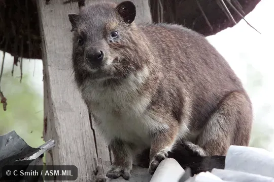 Also as Yellow-spotted Rock Hyrax.