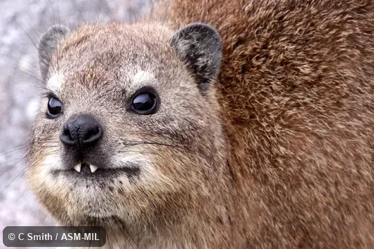 Procavia capensis capensis, Cape Hyrax.  Also as Klipdassie.