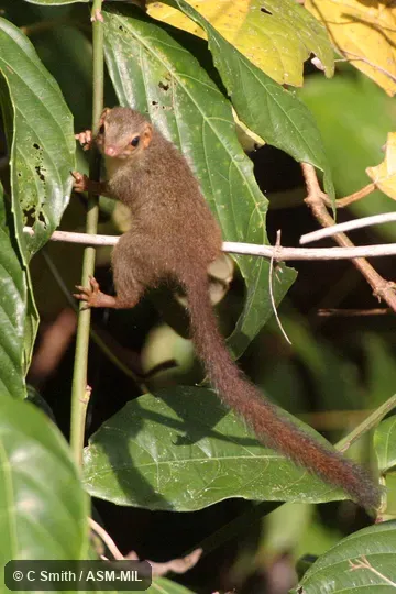Also as Pygmy Treeshrew