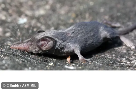 Formerly Soricomorpha. Formerly Suncus montanus niger, Asian Highland Shrew. Also as South Indian Highland Shrew. Formerly Soricomorpha. Formerly Suncus montanus niger, Asian Highland Shrew. Also as South Indian Highland Shrew.