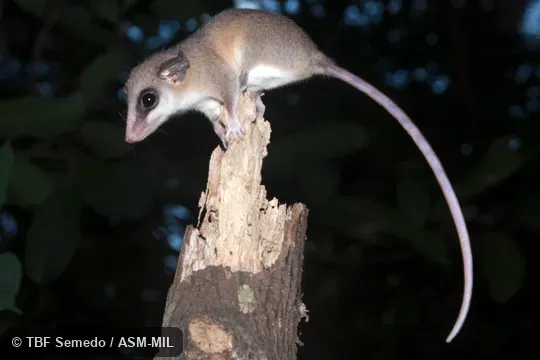 Formerly as Marmosa impavidus, Tschudi's Slender Opossum. Formerly as Marmosa impavidus, Tschudi's Slender Opossum.