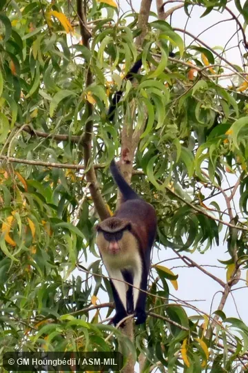Also as Mona Guenon.