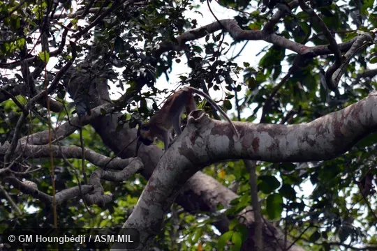 Chlorocebus tantalus tantalus, Common Tantalus Monkey. Chlorocebus tantalus tantalus, Common Tantalus Monkey.