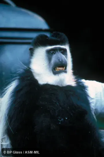 Front view sitting, Colobus guereza gallarum, Djaffe Mountains Guereza.  Also as Eastern Black-and-white Colobus|Magistrate Colobus|Mantled Guereza.
