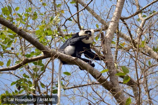 Also as Geoffroy's Black-and-white Colobus|Ursine Colobus|White-thighed Black-and-white Colobus. Also as Geoffroy's Black-and-white Colobus|Ursine Colobus|White-thighed Black-and-white Colobus.