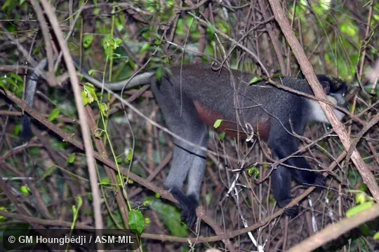 Cercopithecus erythrogaster erythrogaster. Also as White-throated Monkey|Red-bellied Guenon.