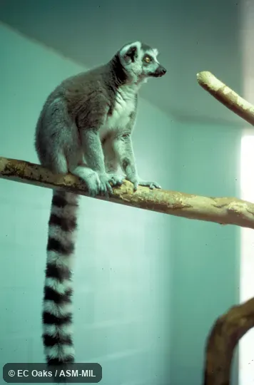 Lemur sitting with tail well shown Lemur sitting with tail well shown
