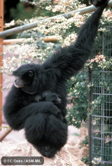Nursing female with infant Nursing female with infant