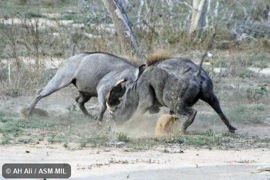 Two males fighting.