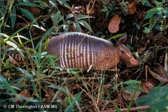 Side view. Formerly Dasypus novemcinctus fenestratus. Also as Common Long-nosed Armadillo|Nine-banded Armadillo. Side view. Formerly Dasypus novemcinctus fenestratus. Also as Common Long-nosed Armadillo|Nine-banded Armadillo.