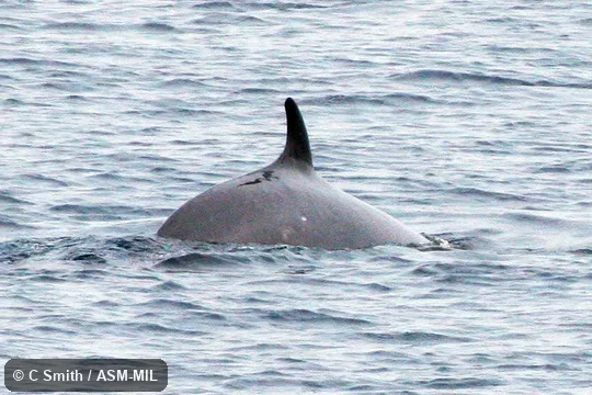Formerly in order Cetacea.  Also as Lesser Rorqual, Little Piked Whale, Sharp-headed Finner Whale, North Atlantic Minke Whale, North Pacific Minke Whale.