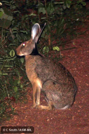 Lepus nigricollis singhala. Also as Black-naped Hare. Lepus nigricollis singhala. Also as Black-naped Hare.