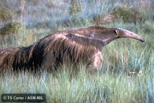 Side view of animal walking.  Also as Ant Bear|Great Anteater.