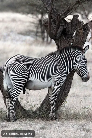 Also as Imperial Zebra.