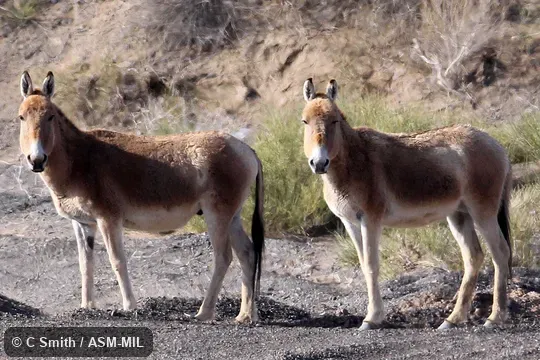 Equus hemionus hemionus, Mongolian Wild Ass.  Also as Asian Wild Ass, Gobi Kulan, Mongolian Kulan.