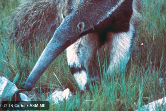 Close-up of animal feeding.  Also as Ant Bear, Great Anteater.