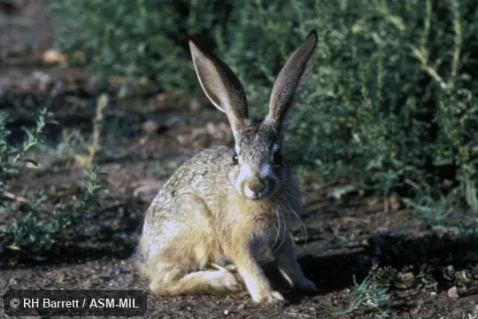 Lepus californicus californicus. Front view of young animal. Also as California Jackrabbit. Lepus californicus californicus. Front view of young animal. Also as California Jackrabbit.