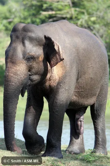 Elephas maximus maximus.  Tuskless male.