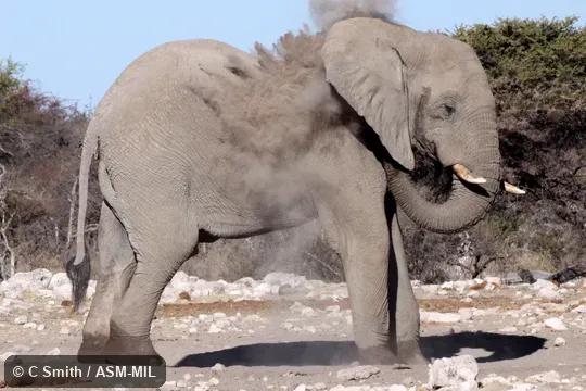 "Whitish" desert form.  Male dust bathing.  Also as African Bush Elephant.