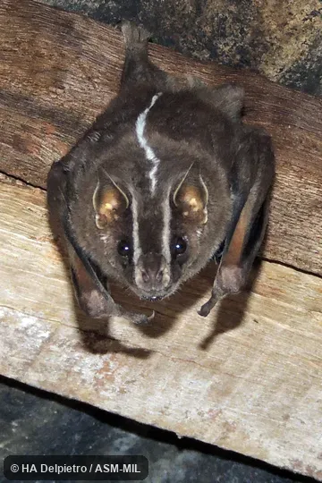 Also as White-lined Bat.