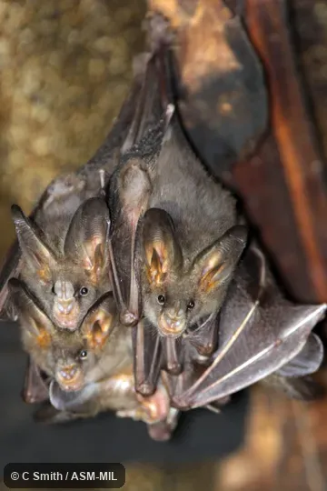 Megaderma spasma ceylonense.  Also as Common Asian Ghost Bat, Lesser False Vampire, Malayan False-vampire.