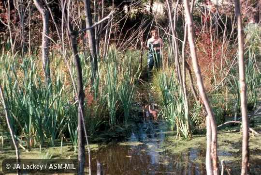 Recently constructed canal along edge of pond.  Also as American Beaver|Canadian Beaver.