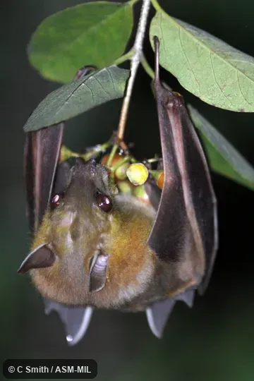 Also as Fulvous Fruit Bat|Shortridge's Rousette.