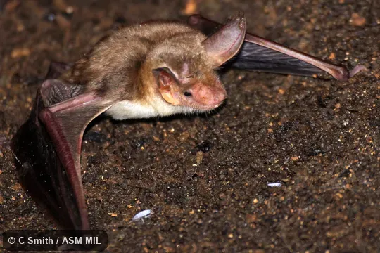 Also as Felten's Myotis|Maghreb Mouse-eared Bat|Maghrebian Myotis|Maghrebian Mouse-eared Bat
