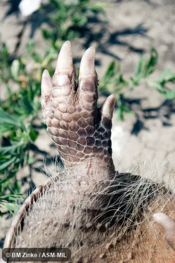 Formerly Dasypus novemcinctus mexicanus.  Also as Common Long-nosed Armadillo, Nine-banded Armadillo.