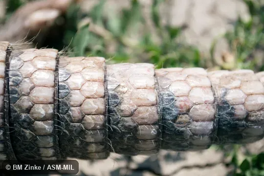 Formerly Dasypus novemcinctus mexicanus.  Also as Common Long-nosed Armadillo, Nine-banded Armadillo.