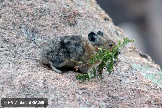 Ochotona princeps saxatilis.  Also as Cony, Rock Rabbit, Whistling Hare.