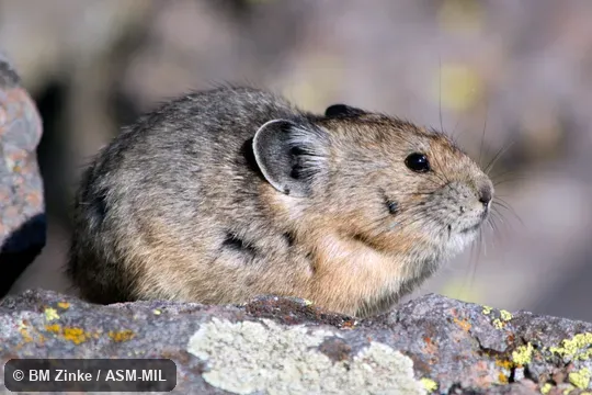 Ochotona princeps princeps.  Also as Cony, Rock Rabbit, Whistling Hare.