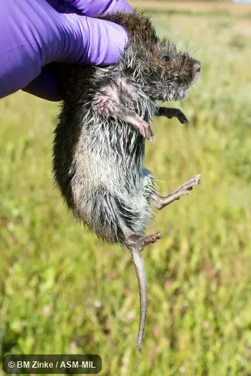 Also as Richardson's Meadow Vole|Richardson's Vole|Richardson's Water Vole. Also as Richardson's Meadow Vole|Richardson's Vole|Richardson's Water Vole.