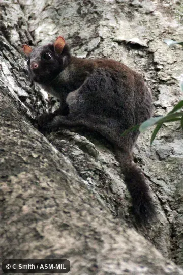 Also as Derby's Flying Squirrel|Lord Derby's Flying Squirrel|Lord Derby's Scaly-tailed Flying Squirrel|Lord Derby's Scaly-tailed Squirrel. Also as Derby's Flying Squirrel|Lord Derby's Flying Squirrel|Lord Derby's Scaly-tailed Flying Squirrel|Lord Derby's Scaly-tailed Squirrel.