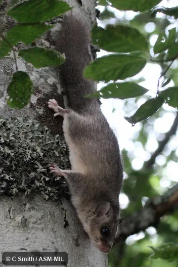 Also as Fat Dormouse, Edible Dormouse, European Edible Dormouse.