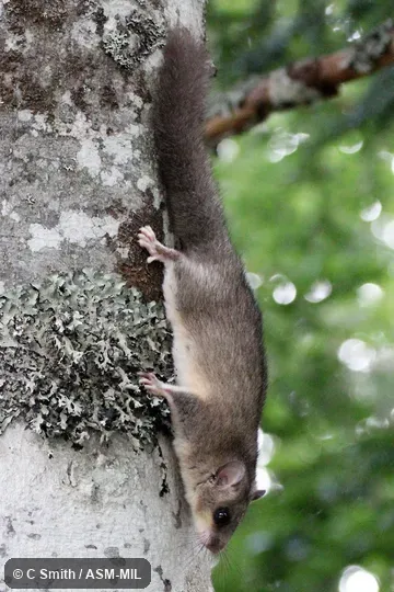 Also as Fat Dormouse, Edible Dormouse, European Edible Dormouse.