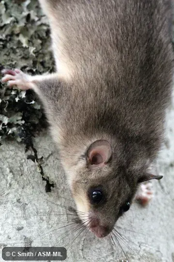 Also as Fat Dormouse, Edible Dormouse, European Edible Dormouse.