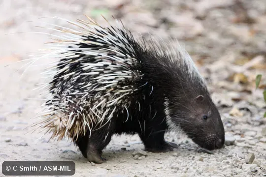 Also as Himalayan Crestless Porcupine|Hodgson's Porcupine.