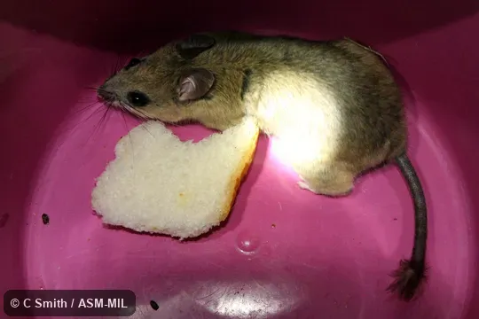 Identified by Michael Dean Carleton.  Tail tuft regrown after previous end removed, possibly by would-be predator.  Also as Milne-Edwards's Tufted-tail Rat.