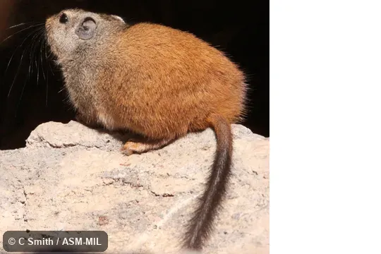 Also as Dassie Rat|Rock Rat. Also as Dassie Rat|Rock Rat.