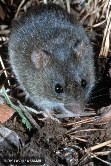 Formerly Oryzomys palustris texensis, Marsh Oryzomys.  Front view.  Also as Texan Rice Rat · Texas Marsh Rice Rat.
