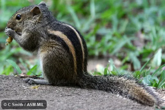 Identified by Richard Thorington.  Also as Common Palm Squirrel|Three-striped Palm Squirrel.