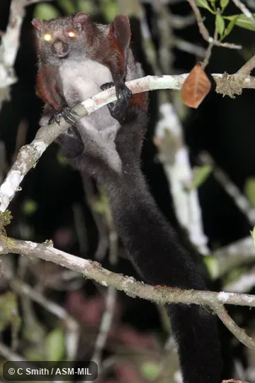 Also as Large Brown Flying Squirrel.