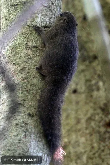 Also as North Sulawesi Tree Squirrel.