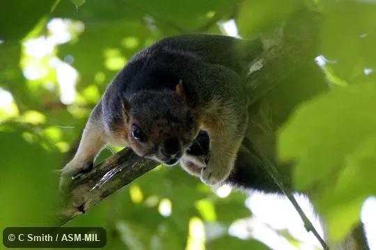 Also as Cream-colored Giant Squirrel.