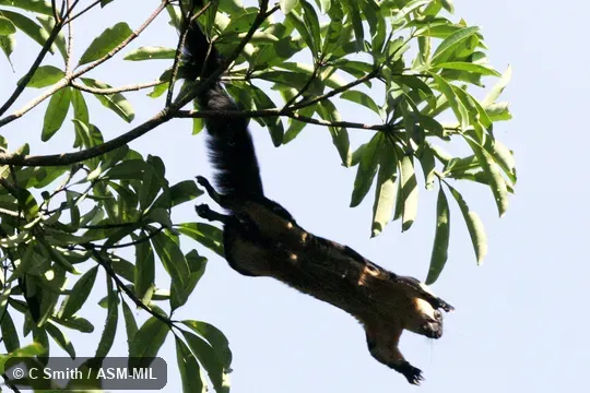 Also as Black-and-white Giant Squirrel, Malayan Giant Squirrel.